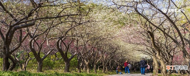 抚顺市春季赏花去哪里 推荐抚顺市春季赏花好去处