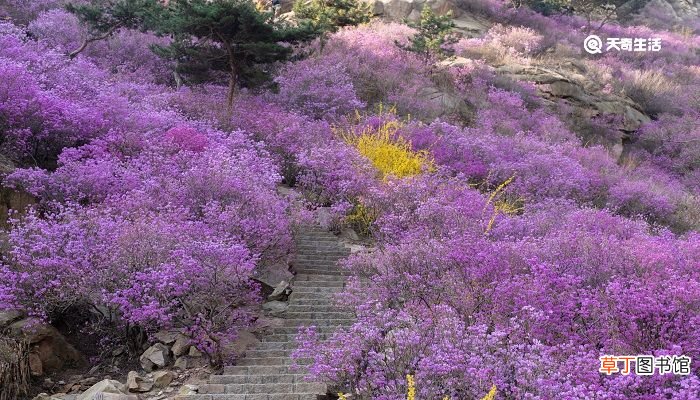 白城市春季赏花去哪里 推荐白城春季赏花好去处