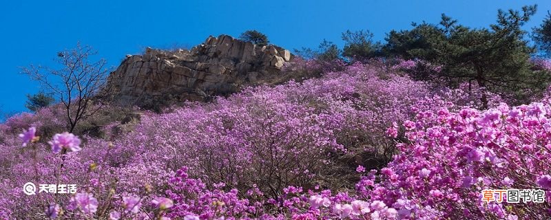 白城市春季赏花去哪里 推荐白城春季赏花好去处