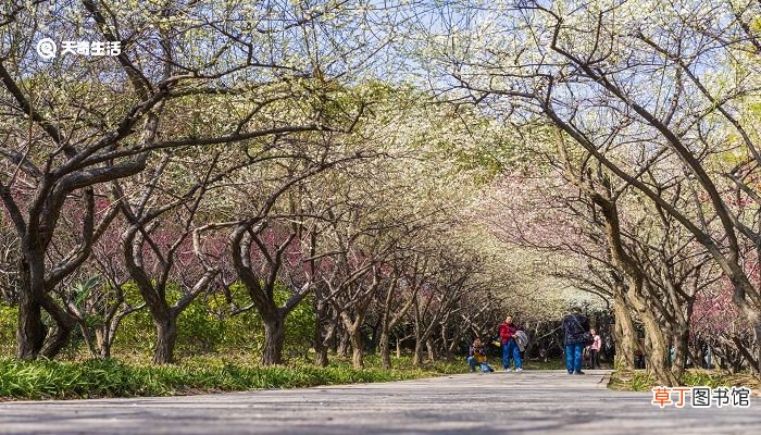 大庆市春季赏花去哪里 推荐大庆市春季赏花景点