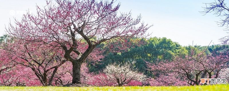 大庆市春季赏花去哪里 推荐大庆市春季赏花景点