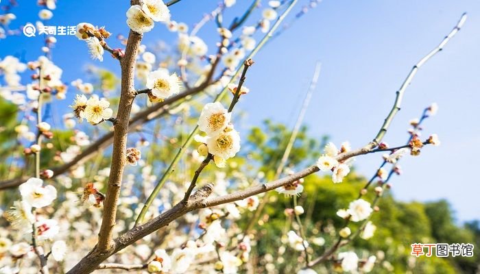 扬州市春季赏花去哪里 推荐扬州市春季赏花景点
