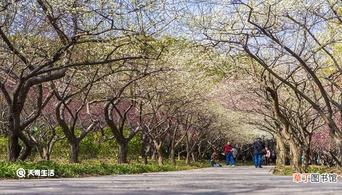 扬州市春季赏花去哪里 推荐扬州市春季赏花景点