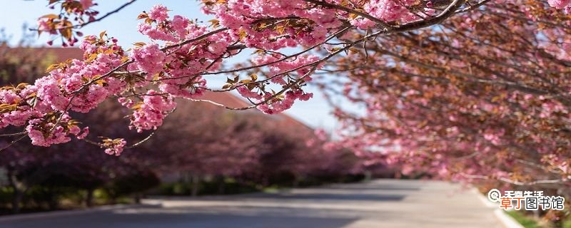 扬州市春季赏花去哪里 推荐扬州市春季赏花景点