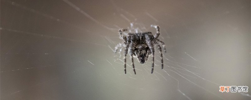蟹蛛昆虫记主要内容概括 昆虫记是什么