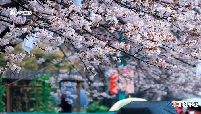 亳州市春季赏花去哪里 推荐亳州市春季赏花好去处