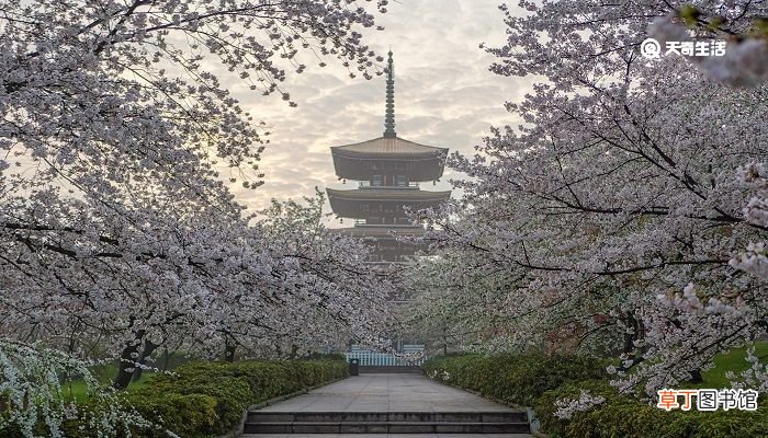 亳州市春季赏花去哪里 推荐亳州市春季赏花好去处