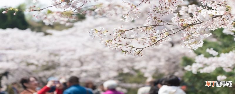 亳州市春季赏花去哪里 推荐亳州市春季赏花好去处