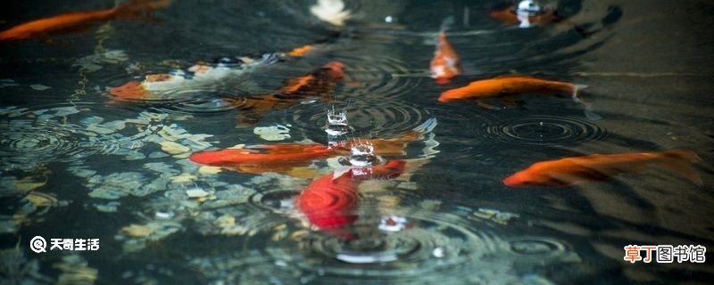 水至清则无鱼的意思 人至察则无友水至清则无鱼的意思