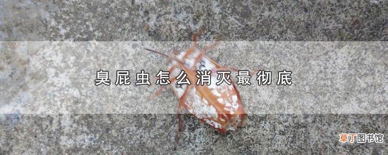 臭屁虫怎样消灭最彻底