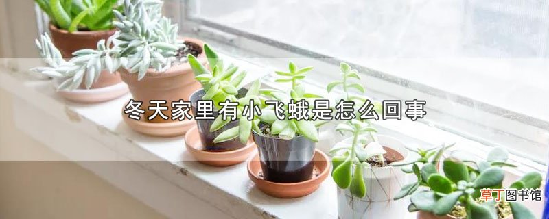 冬天家里有小飞蛾是怎样回事