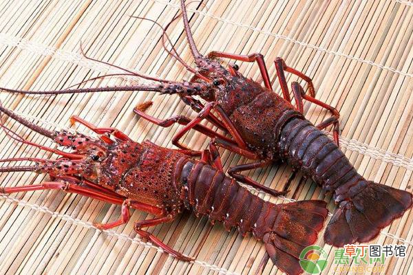 澳洲龙虾养殖的合理密度是多少？澳洲龙虾病害如何防治管理？