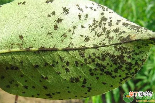苯醚甲环唑能防治什么病？