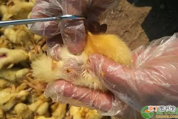 雏鸭脾脏坏死怎么样诊治？