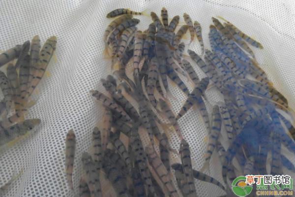 石斑鱼什么季节开始养殖最合适？