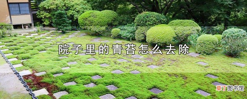 院子里的青苔怎样去除