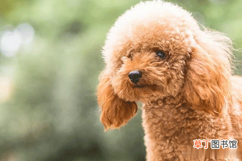 泰迪纯种和不纯对比 为什么泰迪犬不建议养