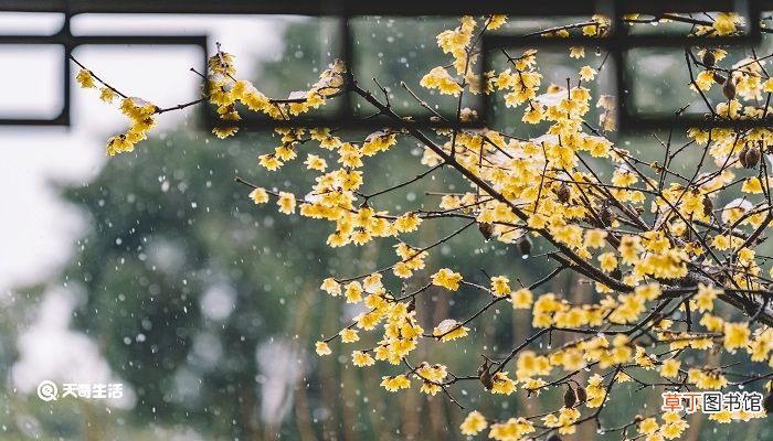 李清照的鹧鸪天桂花全文翻译及赏析 李清照关于桂花的诗句古诗