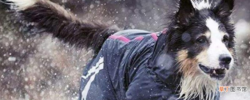 下雨天怎样遛狗
