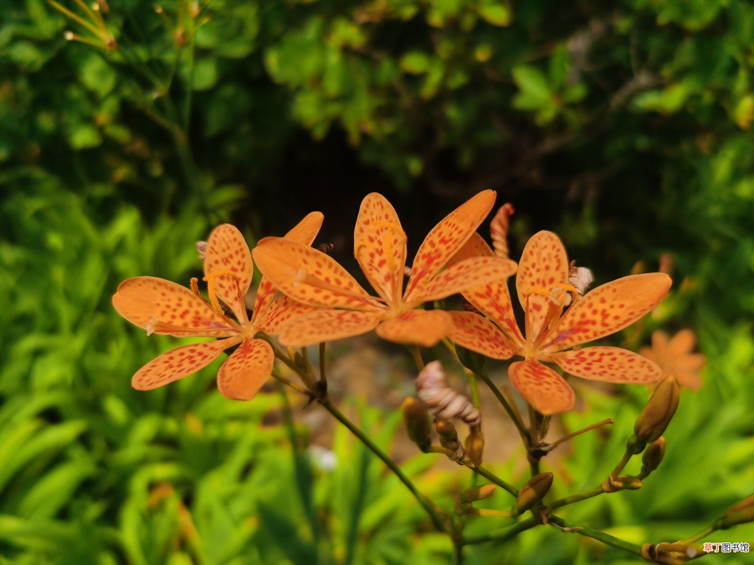 阿坝适合养什么花，市花和市树是什么
