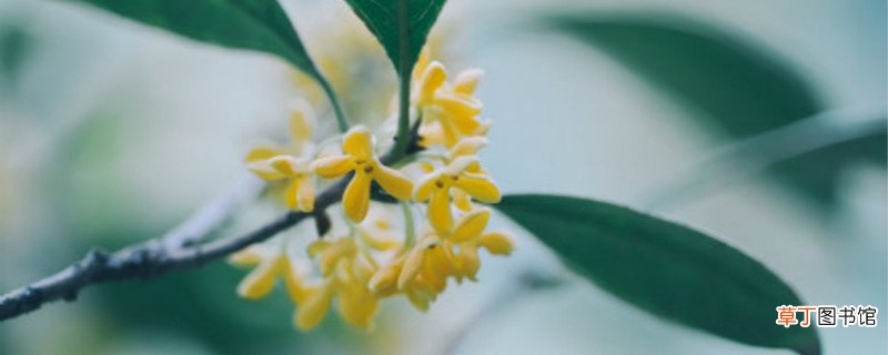 景德镇适合养什么花,市花和市树是什么