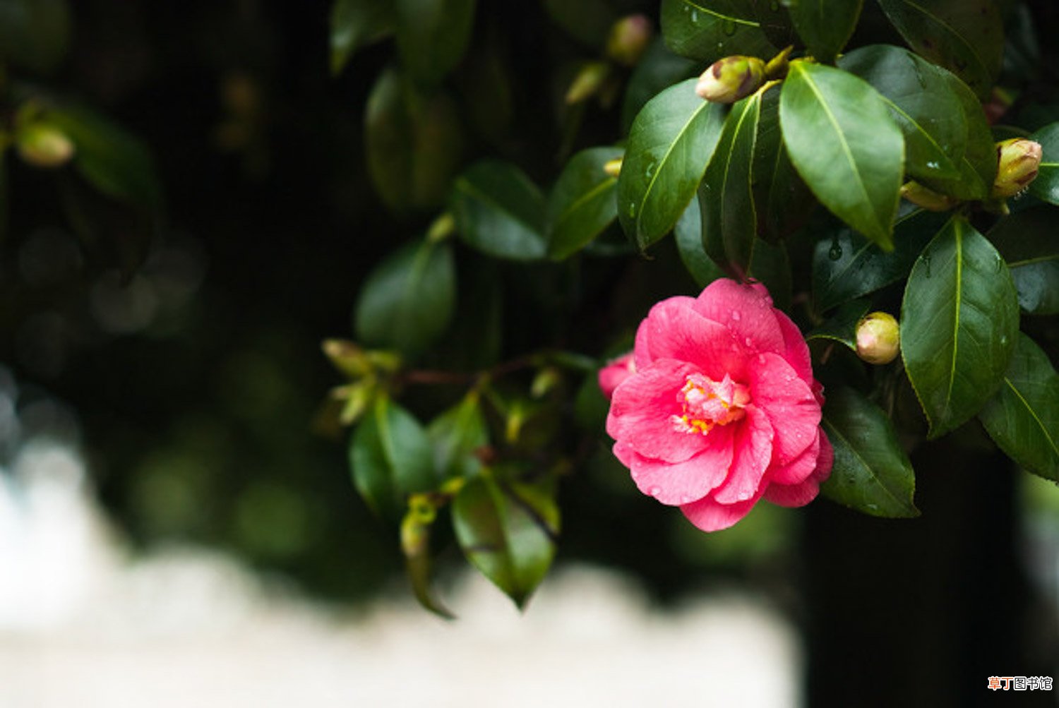 鹰潭适合养什么花，市花和市树是什么