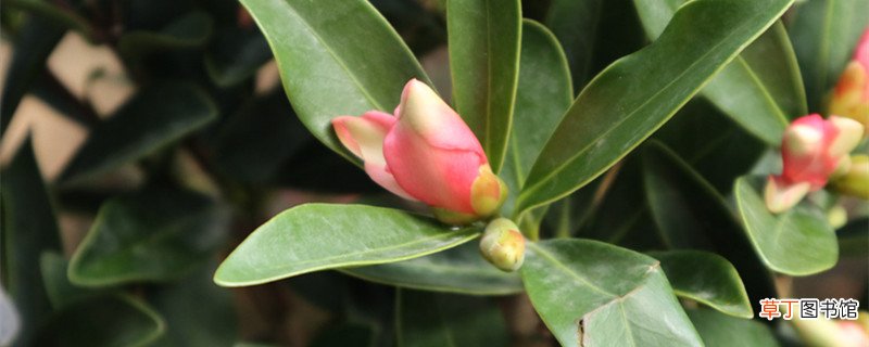 南昌适合养什么花，市花和市树是什么