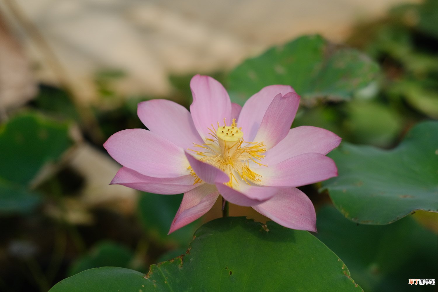 九江适合养什么花，市花和市树是什么