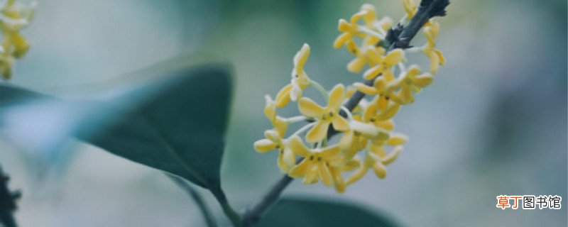 九江适合养什么花，市花和市树是什么