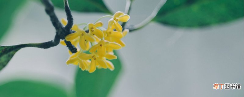 上饶适合养什么花，市花和市树是什么