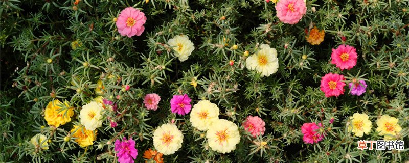 宜春适合养什么花，市花和市树是什么