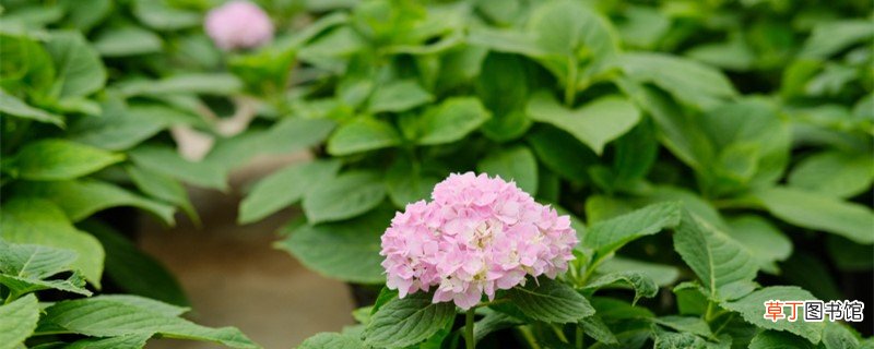 崇左适合养什么花，市花和市树是什么