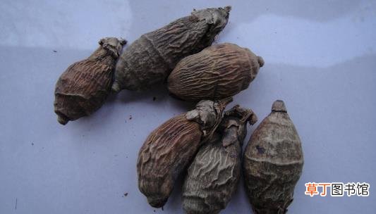 槟榔是名贵的“四大南药”之一 槟榔的食疗药用禁忌