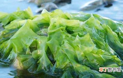 海藻的来源和作用 海藻的食疗作用