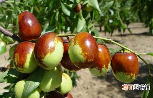 枣子的营养价值 食用枣子的禁忌