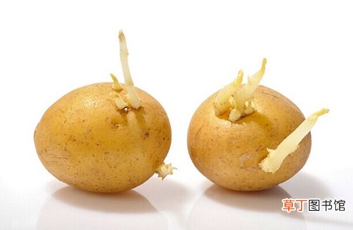如何食用土豆？土豆长芽了能吃吗
