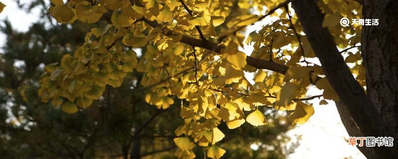 仆去年秋始游庐山文言文翻译 仆去年秋始游庐山全文翻译