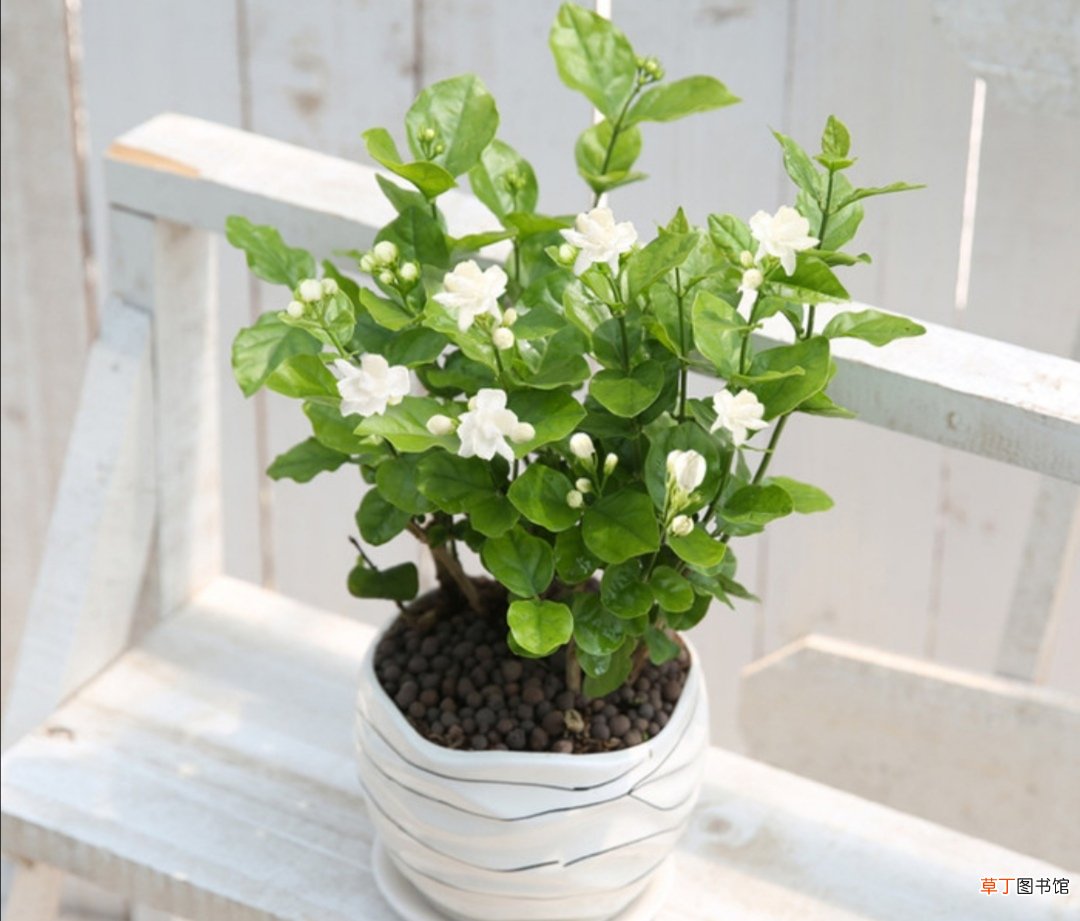 冬天室内最好养的植物盆栽有哪些 冬天室内适合养什么植物