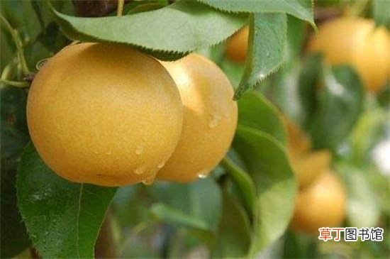 梨可以和柿子一块吃吗