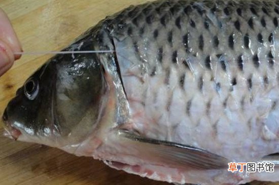 吃鲤鱼为什么要抽筋