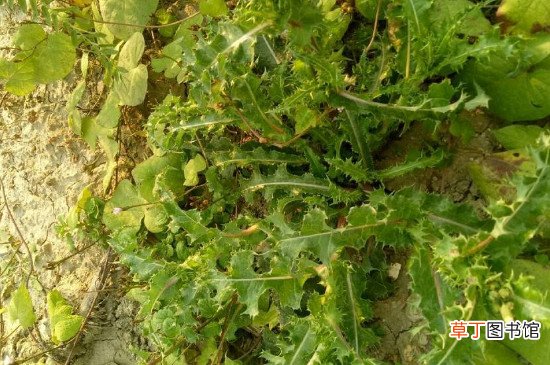 花叶滇苦菜的作用与功效