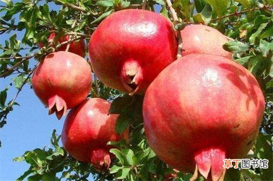 石榴和山楂可以一起吃吗