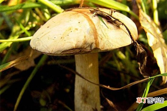 磨茹和茄子能一起吃吗