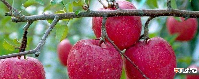 苹果可以和柿子一起吃吗