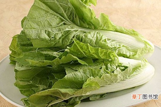 杭白菜的功效与作用