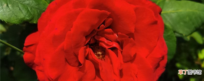 乌鲁木齐适合养什么花，市花和市树是什么