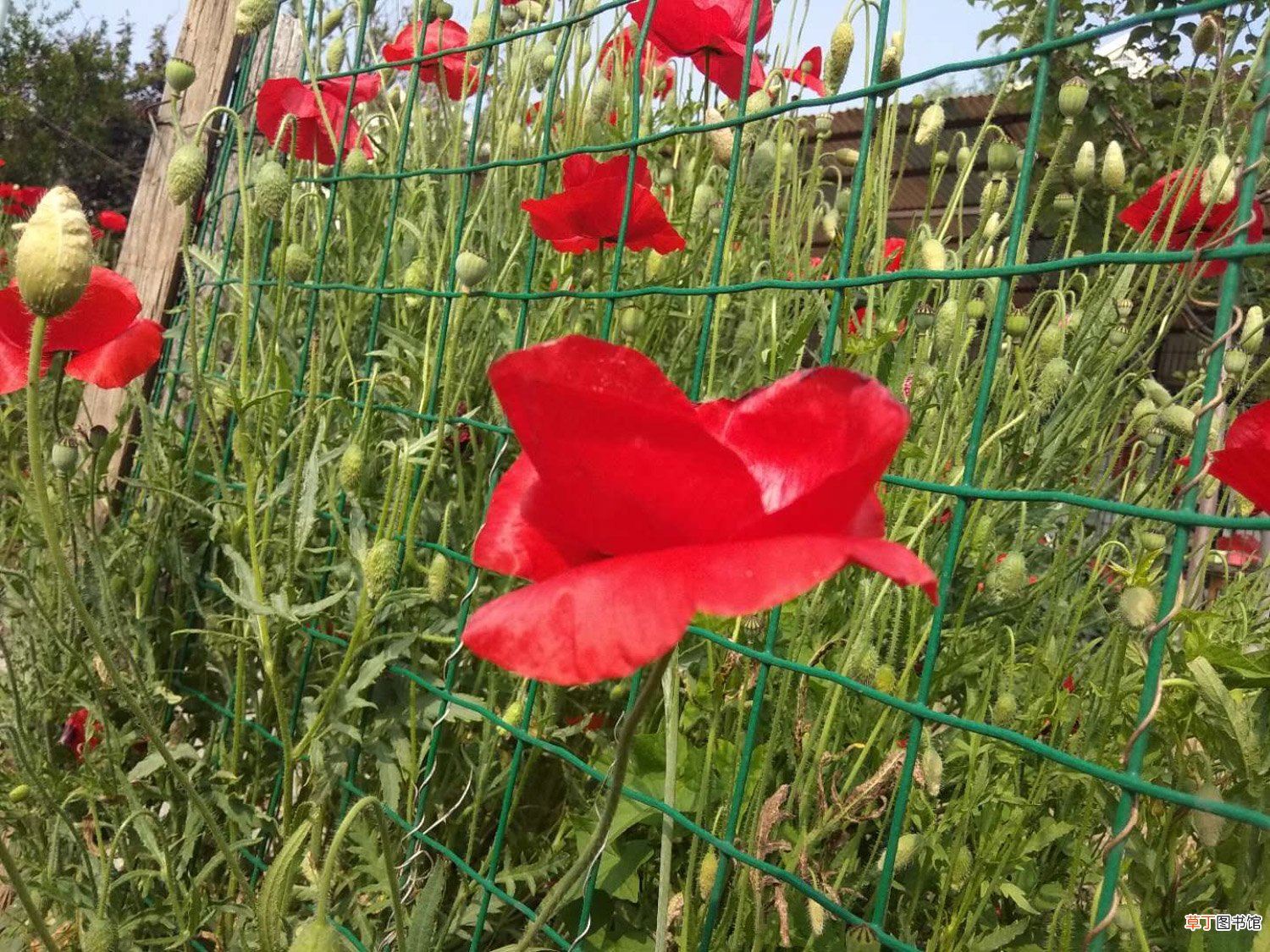成都适合养什么花，市花和市树是什么