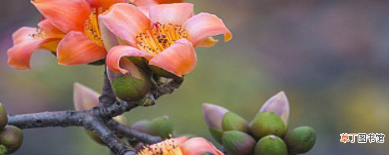 攀枝花适合养什么花,市花和市树是什么
