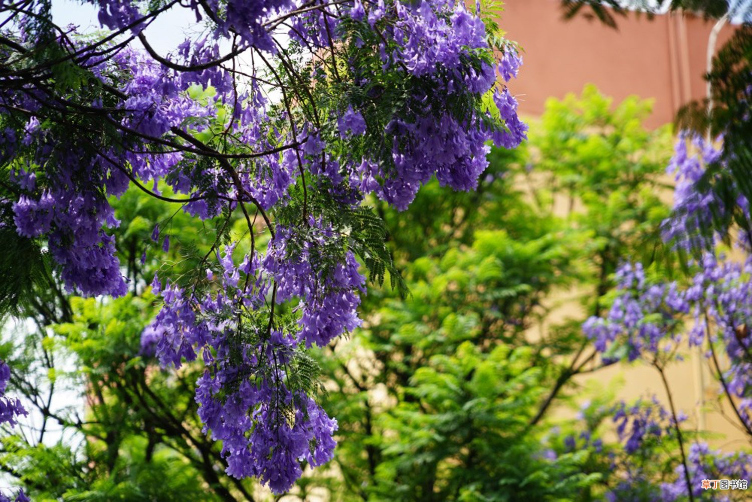 攀枝花适合养什么花,市花和市树是什么
