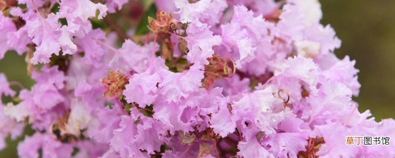 自贡适合养什么花，市花和市树是什么
